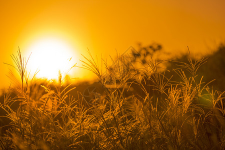 温暖的图片日出阳光下的秋意草丛背景