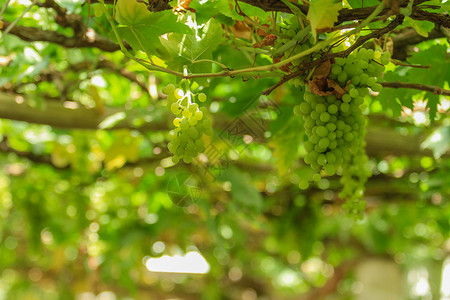 葡萄成熟了新疆葡萄背景