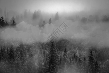 松树素材照片梦幻远古森林迷雾松林设计图片