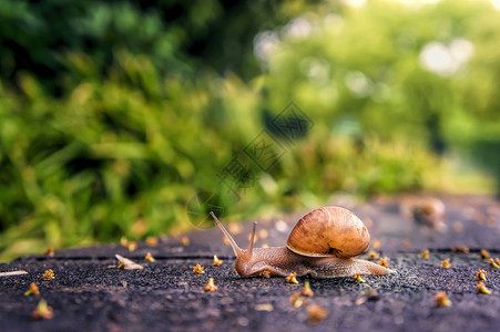 爬行的蜗牛湿漉漉的高清图片