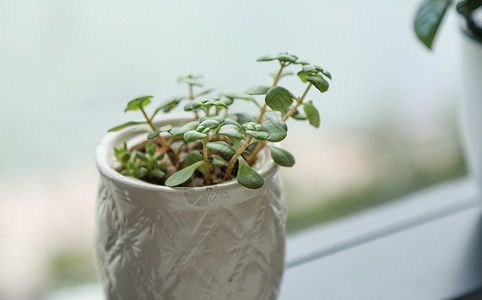 养分多肉植物小清新场景背景