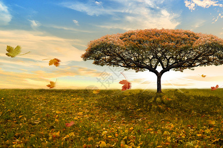自然大树满地落叶变幻无常设计图片