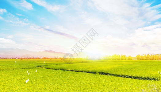 阳光麦田美丽的稻田景色设计图片