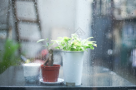 雨水珠雨景里的绿植静物背景