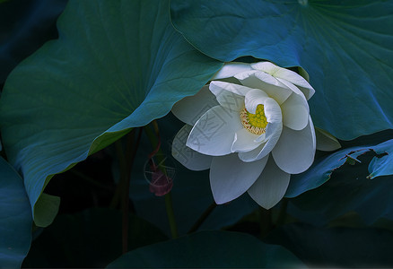 五一海报设计清风拂过白荷花背景