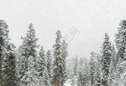 白色的鹿雪鹿风景设计图片