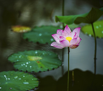 雨后荷花羞答答高清图片