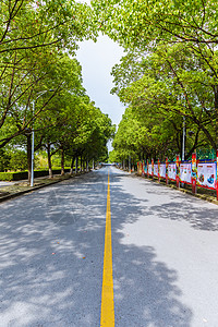 上海华东政法大学校园路树荫高清图片素材