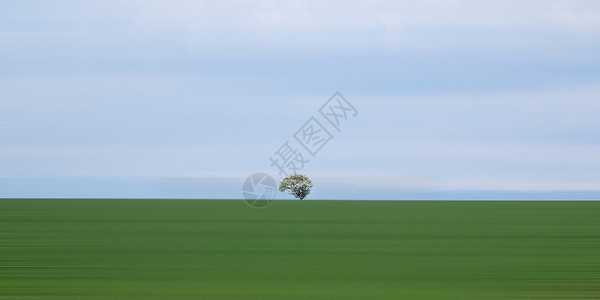 一颗草草原上的一颗树背景