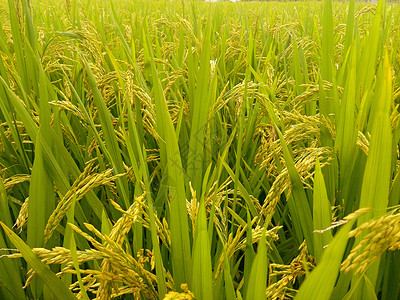 稻田稻穗禾苗高清素材高清图片