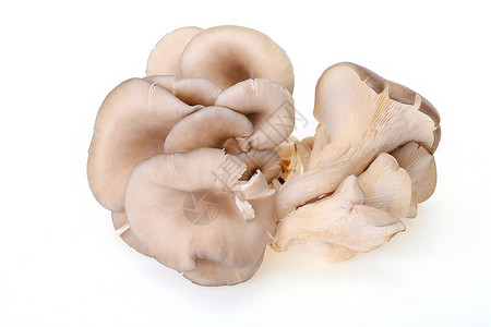 平菇一堆蘑菇高清图片