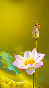 漂亮的荷花蜻蜓高清图片素材