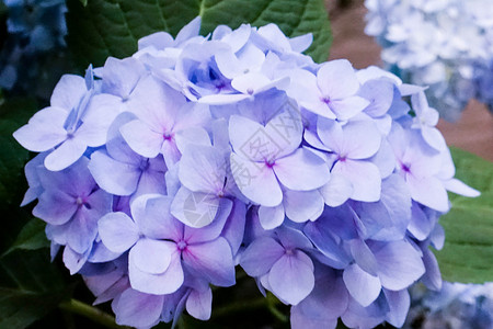 绣球花小清晰花卉背景高清图片