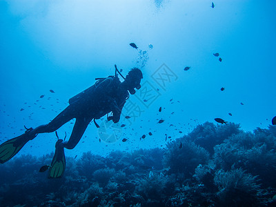 潜水海洋自由潜水海龟高清图片