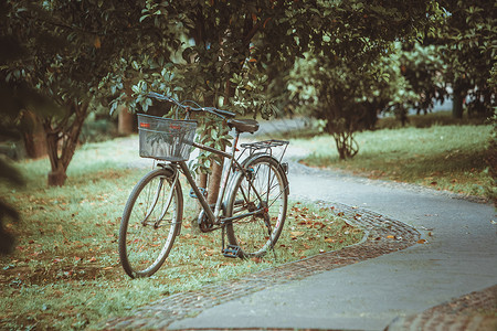 结冰的树夏天树林中的单车背景