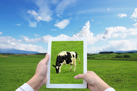 动物养殖手机里记录的景象设计图片