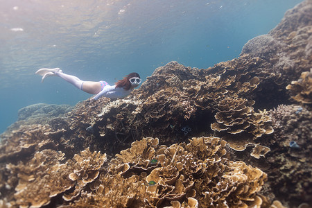 浮潜玫瑰珊瑚高清图片
