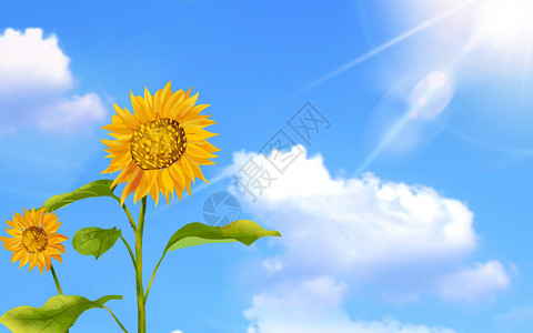 乐观的代表希望的微笑的太阳花设计图片