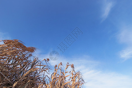 夏banner背景背景