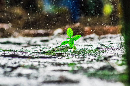 雨中小草生命力发芽雨高清图片