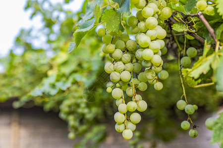 葡萄酒收获夏天绿色葡萄背景