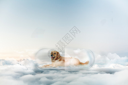 狗躺着云端药丸里的金毛设计图片