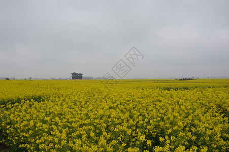 油菜花图片