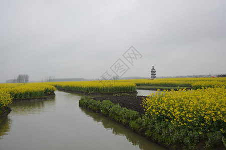 油菜花图片