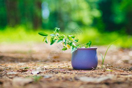 静物花盆苔藓微景观高清图片