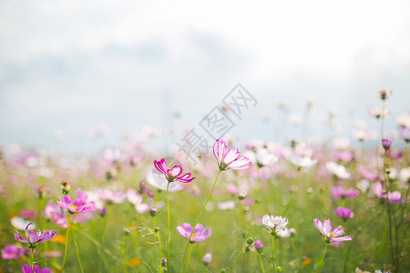 彩色蝴蝶剪影一片花海背景