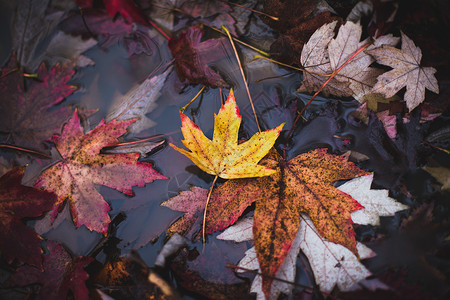 落叶倒影枫树林里秋天的落叶背景