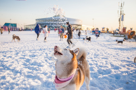 狗狗图标狗狗雪地游玩背景