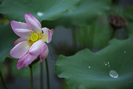 漂浮紫色花瓣雨后荷花背景