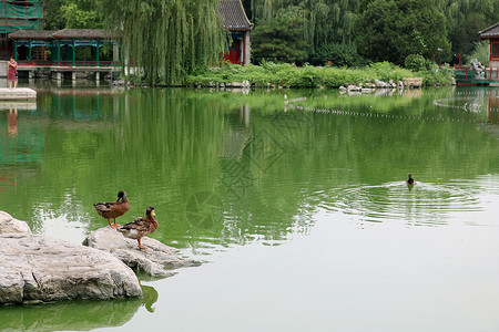 大观园背景图片