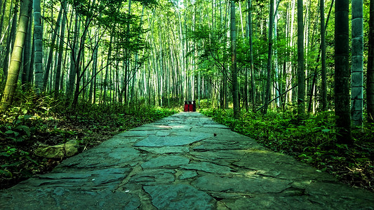 竹林绿色环保林间小道背景