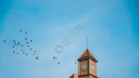 血统鸽子素材蓝色天空钟楼鸽子背景