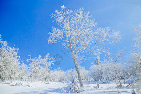 哈尔滨雾凇雪景图片素材