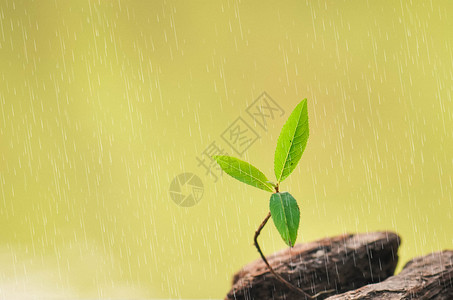 在不疯狂在叶子下避雨的小石头设计图片