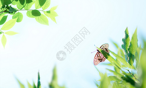 秋雨海报夏日午后的树叶蝴蝶背景背景