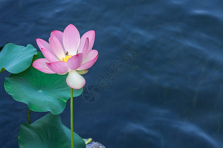 谢谢观赏素材夏季，连蜜蜂都爱荷花背景