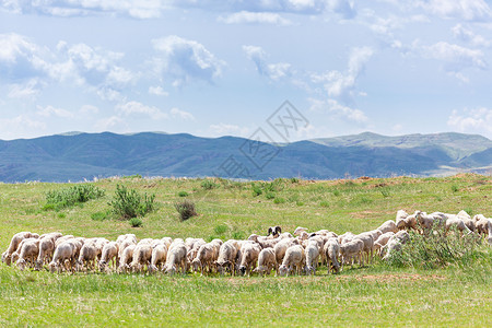 草原羊群旷野高清图片素材