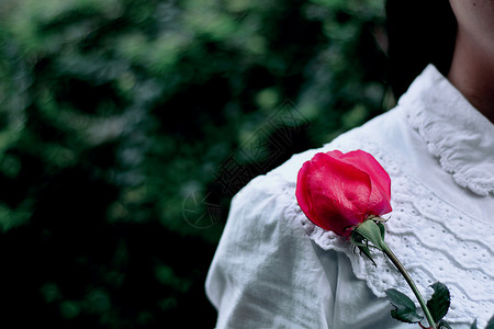 情人节收到玫瑰的女人高清图片