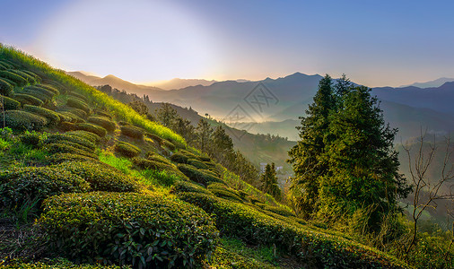 高山树木山中茶园背景