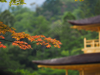 日本京都金阁寺金阁寺的秋叶背景