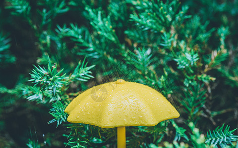 兔子雨伞雨天雨伞下雨特写背景