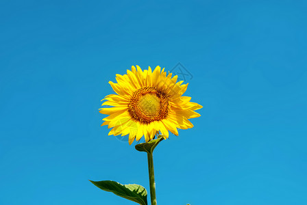 黄色花背景蓝色天空下的向日葵背景
