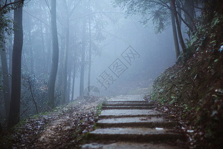 雾中的山林黑暗森林之路高清图片