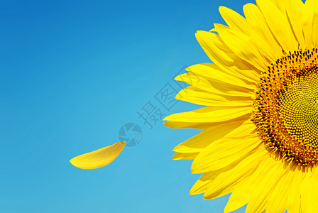 橘黄色盛开的花朵蓝色天空下的向日葵背景