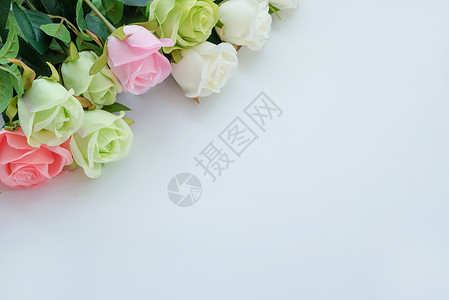 玫瑰花粉绿背景高清图片