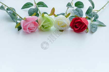玫瑰花粉玫瑰和白玫瑰高清图片